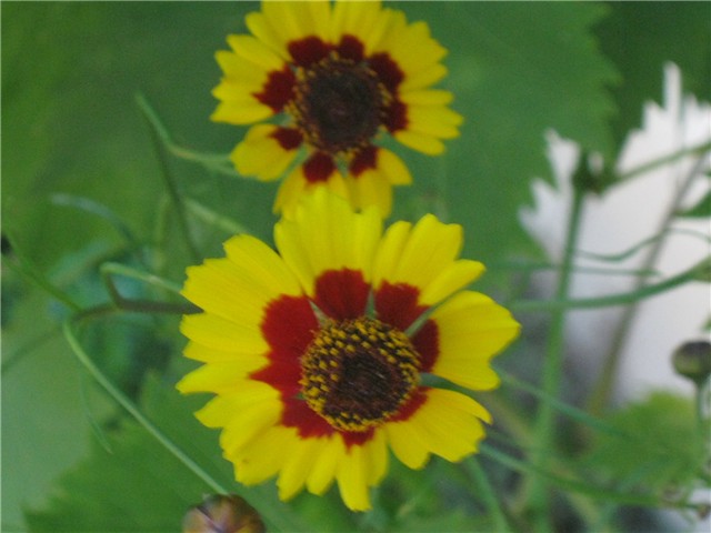 korepsis